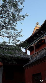 婴心工作间 在一座开花的小寺里有约 鹤壁静居寺